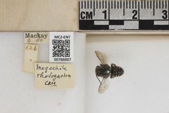 Media type: image;   Entomology 786007 Aspect: Labels
